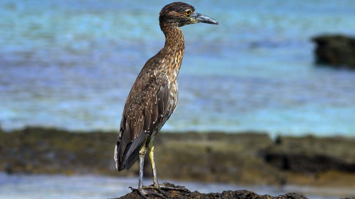 Foto de Huairavo de corona amarilla (Nyctanassa violacea), familia Ardeidae, aves de Chile