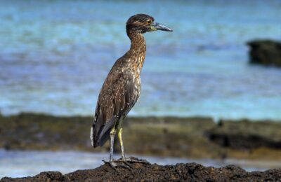 Foto de Huairavo de corona amarilla (Nyctanassa violacea), familia Ardeidae, aves de Chile