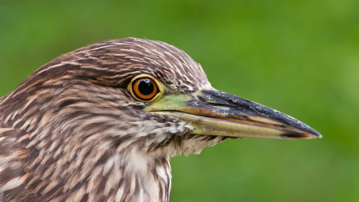 Foto de Huairavo (Nycticorax nycticorax), familia Ardeidae, aves de Chile