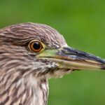 Foto de Huairavo (Nycticorax nycticorax), familia Ardeidae, aves de Chile