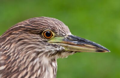 Foto de Huairavo (Nycticorax nycticorax), familia Ardeidae, aves de Chile