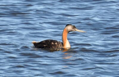 Foto de Huala (Podiceps major), familia Podicipedidae, aves de Chile