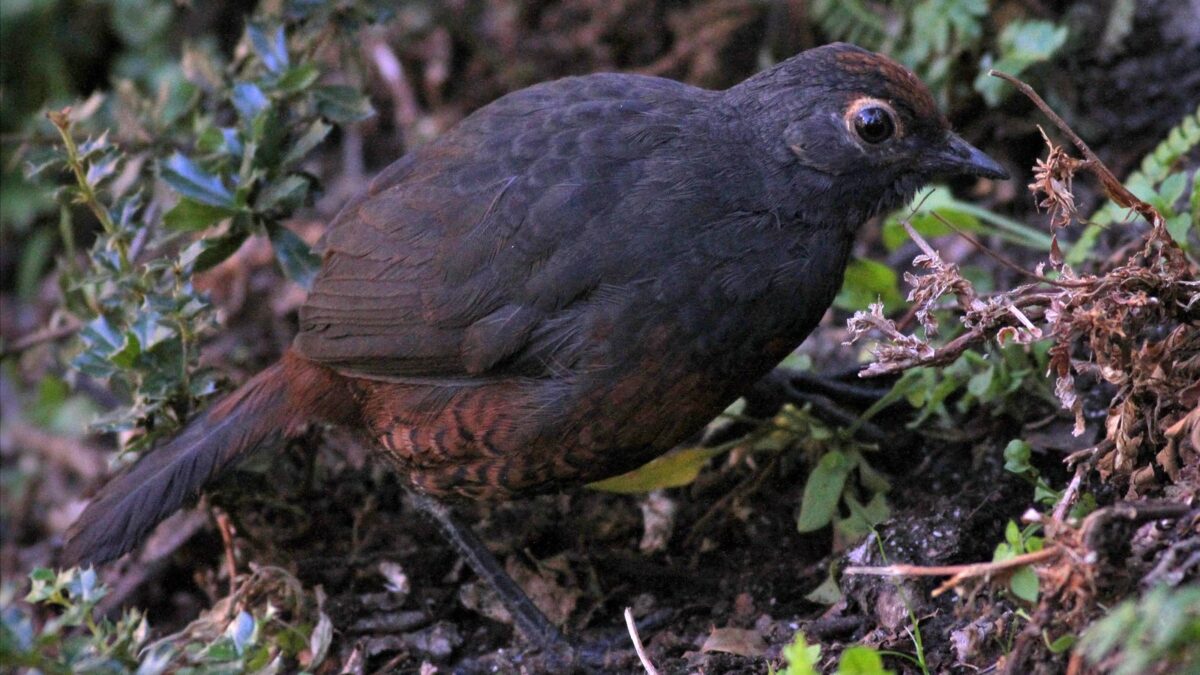 Foto de Hued-hued del sur (Pteroptochos tarnii), familia Rhinocryptidae, aves de Chile