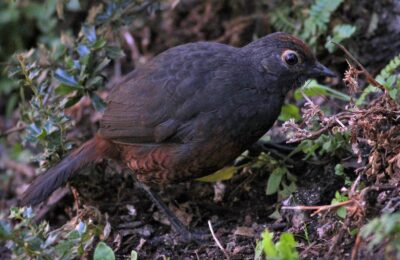 Foto de Hued-hued del sur (Pteroptochos tarnii), familia Rhinocryptidae, aves de Chile
