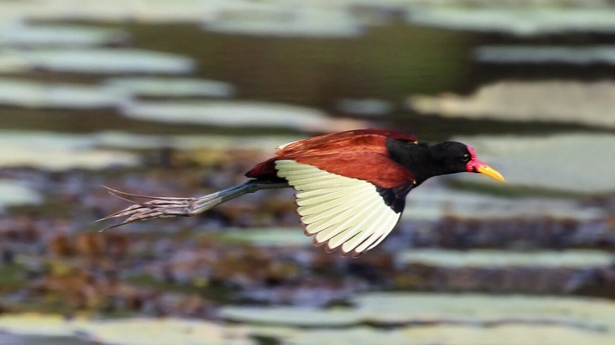 Foto de Jacana (Jacana jacana), familia JacanidaeJACANA, aves de Chile