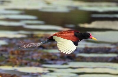 Foto de Jacana (Jacana jacana), familia JacanidaeJACANA, aves de Chile