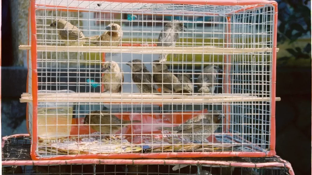 Varios pájaros dentro de una jaula colocada en el exterior, ideal para proteger aves mascota
