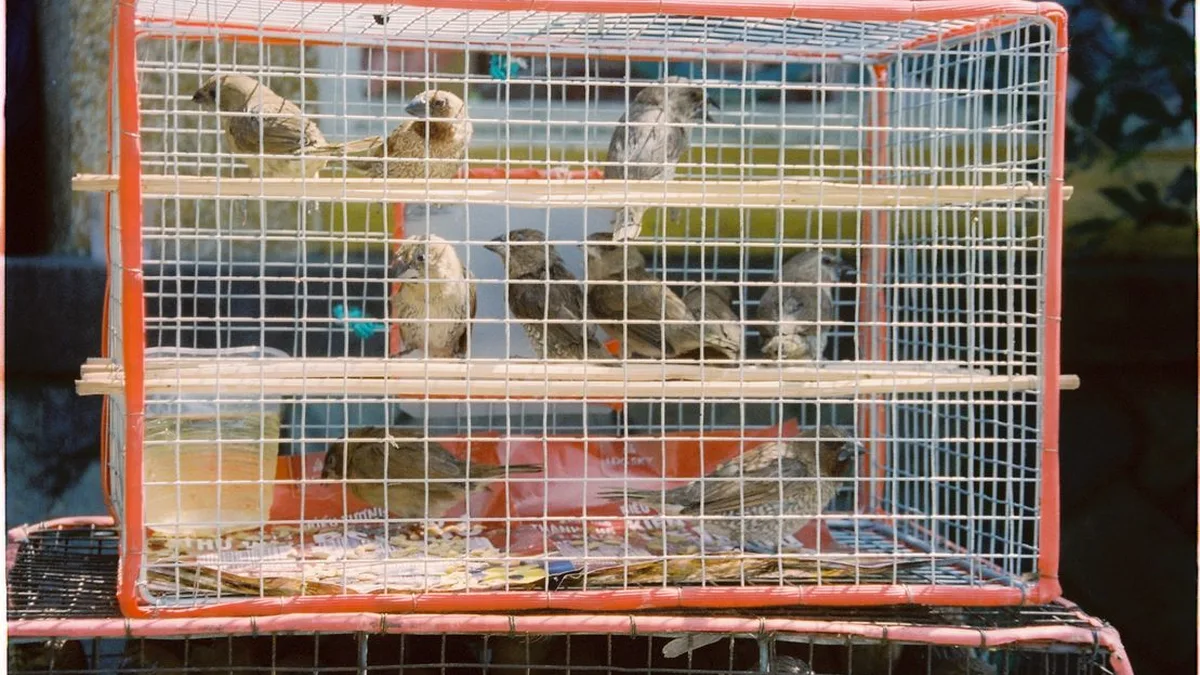 Varios pájaros dentro de una jaula colocada en el exterior, ideal para proteger aves mascota