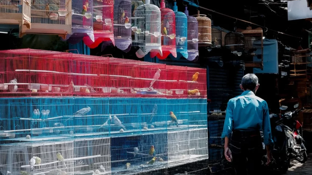Varias jaulas de pájaros de colores exhibidas en un mercado al aire libre, con diferentes especies de aves