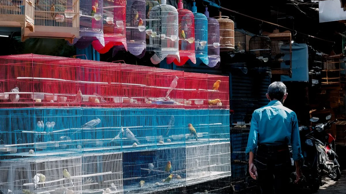 Varias jaulas de pájaros de colores exhibidas en un mercado al aire libre, con diferentes especies de aves