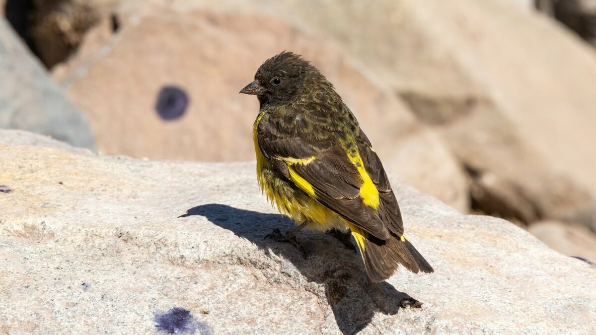 Foto de Jilguero cordillerano (Spinus uropygialis), familia Fringillidae, aves de Chile