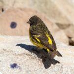 Foto de Jilguero cordillerano (Spinus uropygialis), familia Fringillidae, aves de Chile