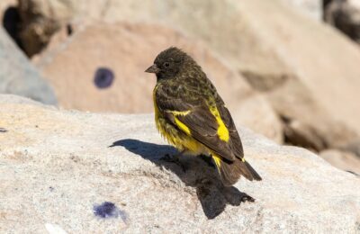 Foto de Jilguero cordillerano (Spinus uropygialis), familia Fringillidae, aves de Chile