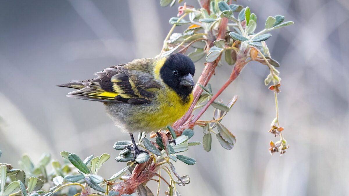 Foto de Jilguero grande (Spinus crassirostris), familia Fringillidae, aves de Chile