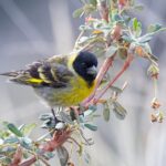 Foto de Jilguero grande (Spinus crassirostris), familia Fringillidae, aves de Chile