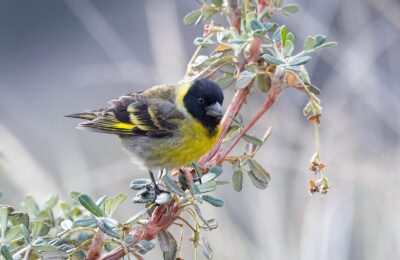 Foto de Jilguero grande (Spinus crassirostris), familia Fringillidae, aves de Chile