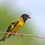 Foto de Jilguero peruano (Spinus magellanica), familia Fringillidae, aves de Chile