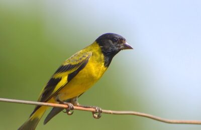 Foto de Jilguero peruano (Spinus magellanica), familia Fringillidae, aves de Chile