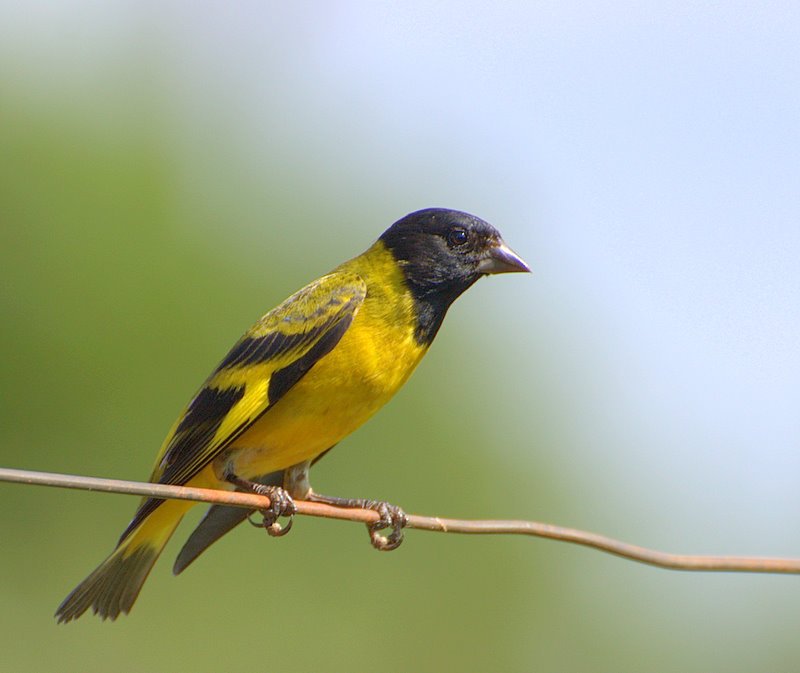 Foto de Jilguero peruano (Spinus magellanica), familia Fringillidae, aves de Chile