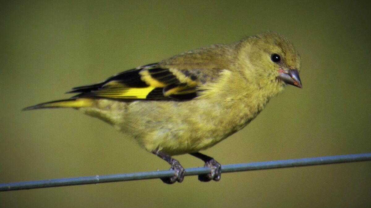 Foto de Jilguero (Sporagra magellanica), familia Thraupidae, aves de Chile