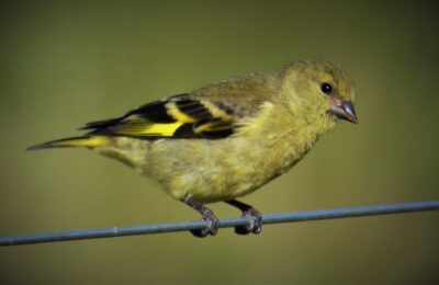 Foto de Jilguero (Sporagra magellanica), familia Thraupidae, aves de Chile
