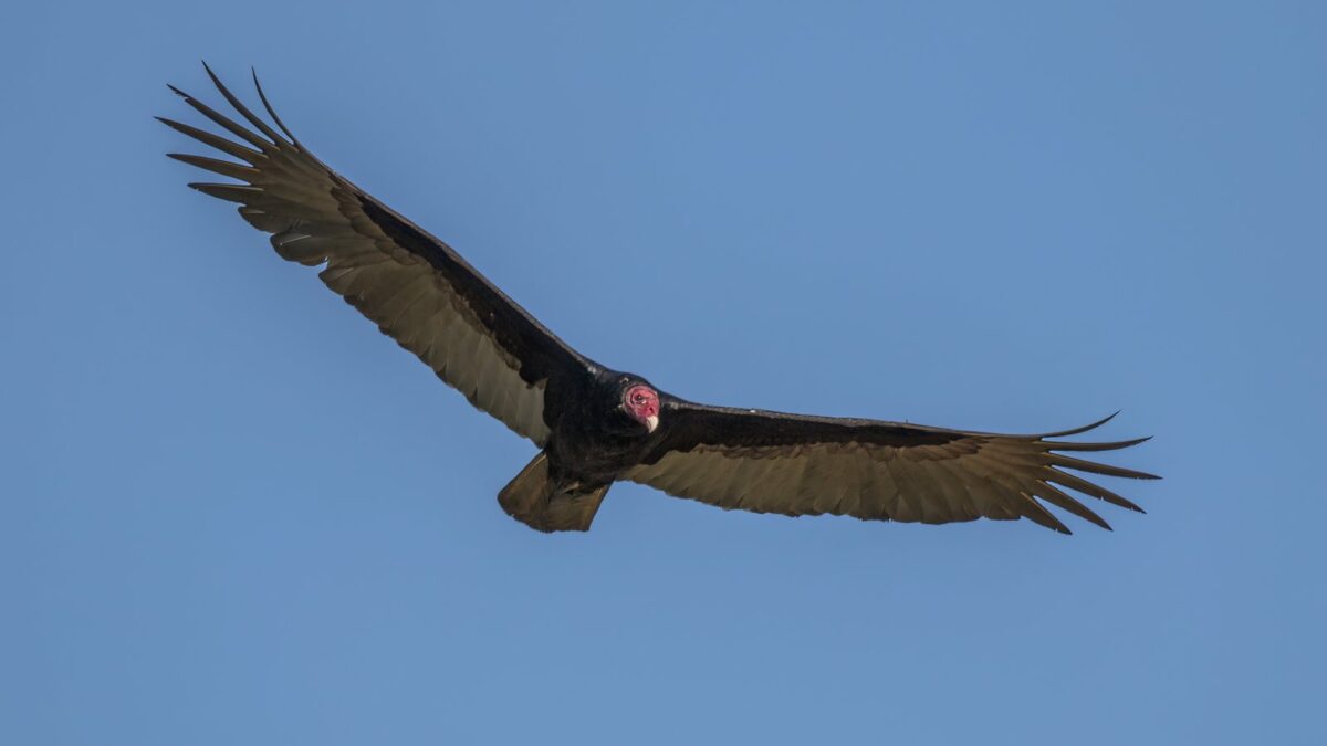 Foto de Jote (Cathartes aura), familia Cathartidae, aves de Chile