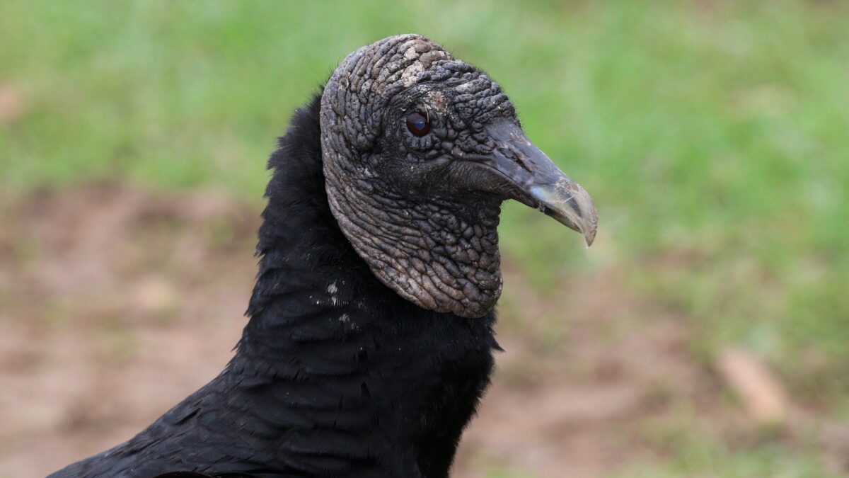 Foto de Jote de cabeza negra (Coragyps atratus), familia Cathartidae, aves de Chile
