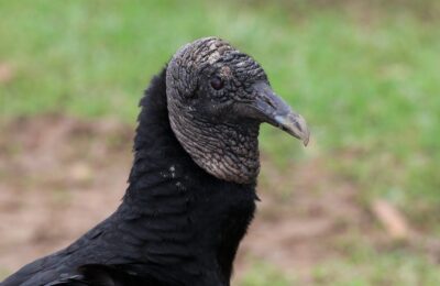 Foto de Jote de cabeza negra (Coragyps atratus), familia Cathartidae, aves de Chile