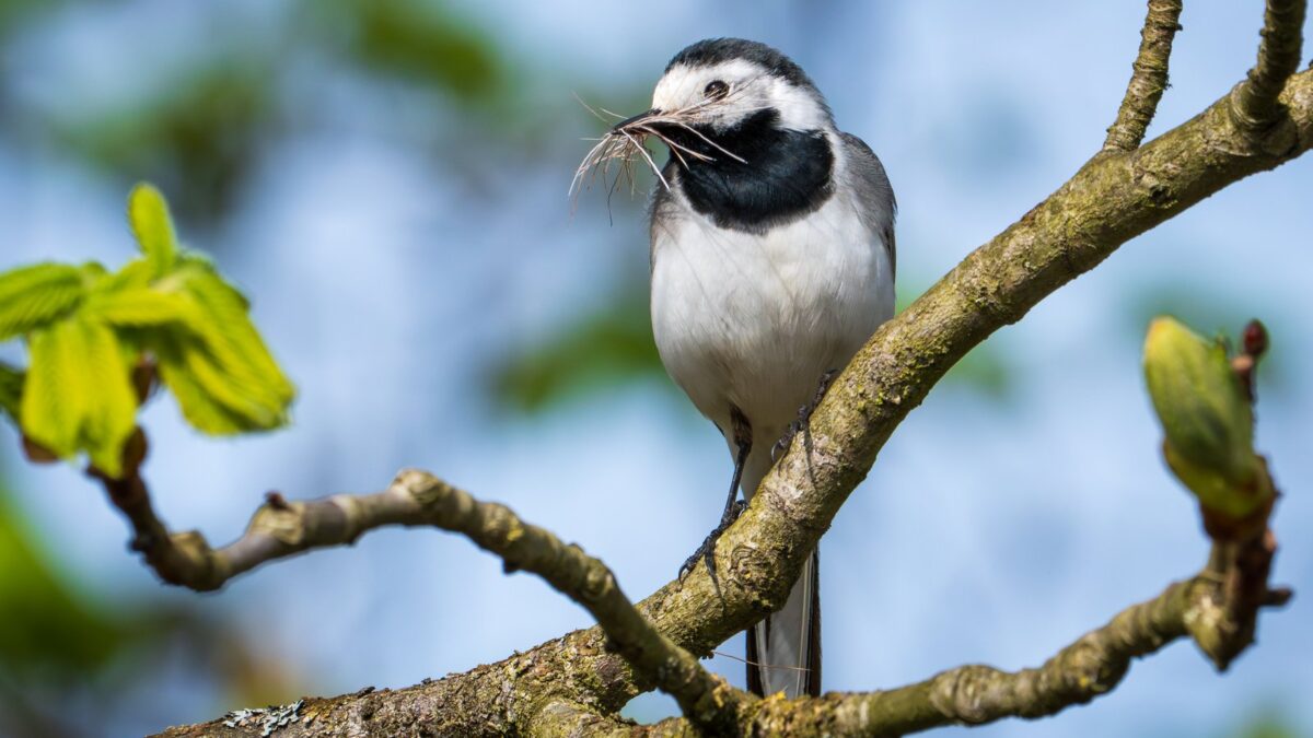 Foto de Lavandera blanca (Motacilla alba), familia Motacillidae, aves de Chile