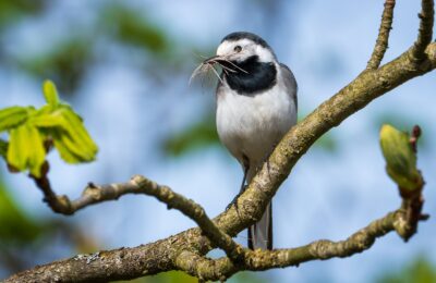 Foto de Lavandera blanca (Motacilla alba), familia Motacillidae, aves de Chile