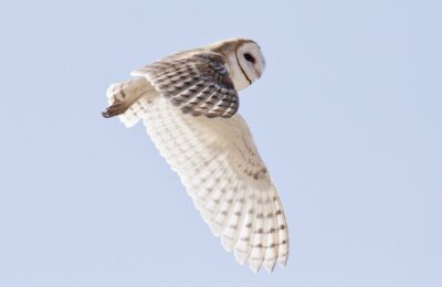 Foto de Lechuza (Tyto furcata), aves de Chile
