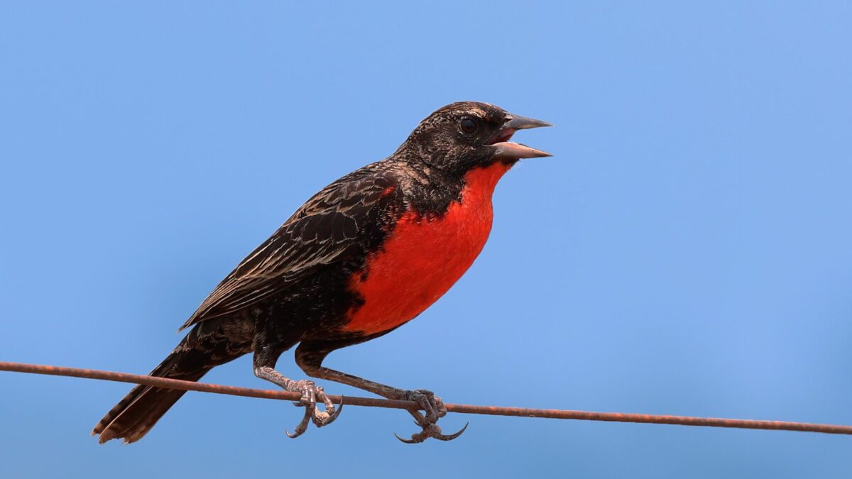 Foto de Loica argentina (Leistes superciliaris), familia Icteridae, aves de Chile