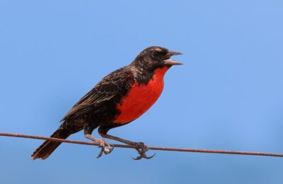 Foto de Loica argentina (Leistes superciliaris), familia Icteridae, aves de Chile