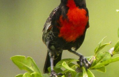 Foto de Loica peruana (Leistes bellicosa), familia Icteridae, aves de Chile