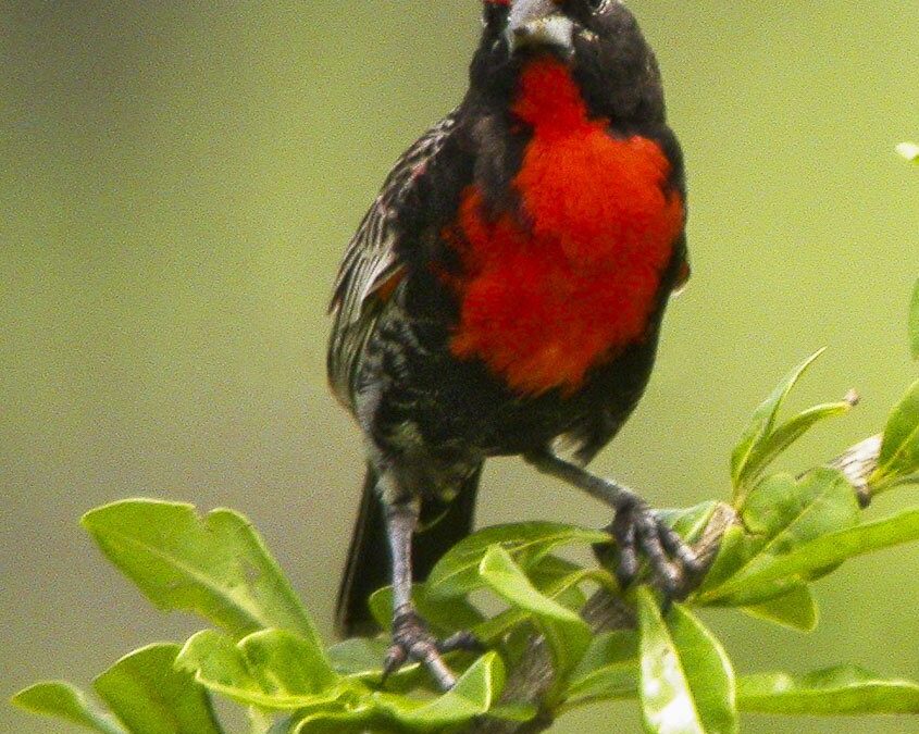 Foto de Loica peruana (Leistes bellicosa), familia Icteridae, aves de Chile