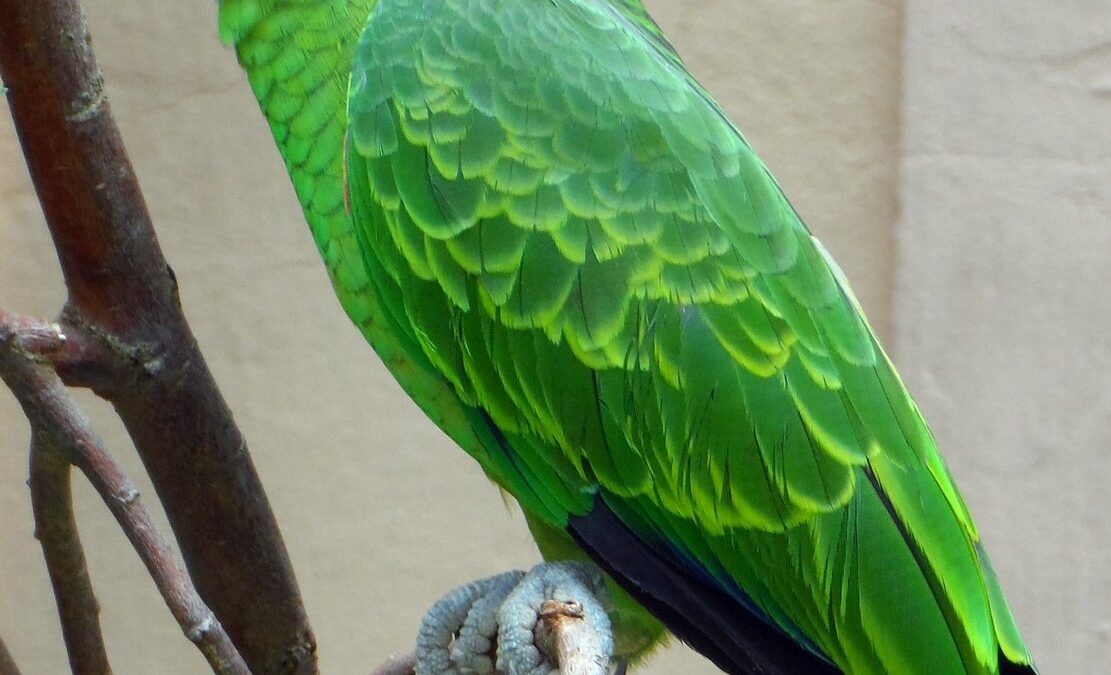 Foto de Loro de cara roja (Psittacara erithrogenys), aves de Chile