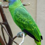 Foto de Loro de cara roja (Psittacara erithrogenys), aves de Chile