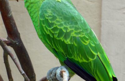 Foto de Loro de cara roja (Psittacara erithrogenys), aves de Chile