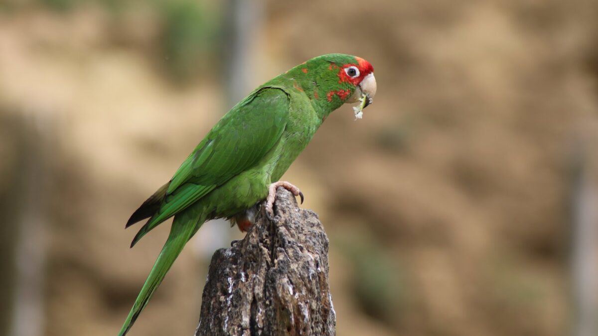 Foto de Loro mitrata (Psittacara mitrata), familia Psittacidae, aves de Chile