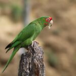 Foto de Loro mitrata (Psittacara mitrata), familia Psittacidae, aves de Chile