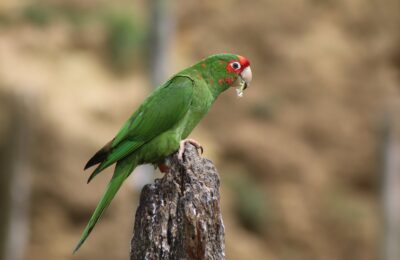 Foto de Loro mitrata (Psittacara mitrata), familia Psittacidae, aves de Chile