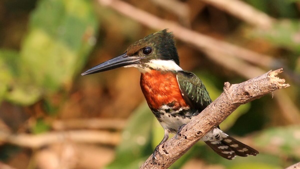 Foto de Martín pescador chico (Chloroceryle americana), familia AlcedinidaeMARTÍN, aves de Chile