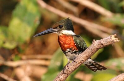 Foto de Martín pescador chico (Chloroceryle americana), familia AlcedinidaeMARTÍN, aves de Chile