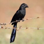 Foto de Matacaballos (Crotophaga sulcirostris), familia Cuculidae, aves de Chile