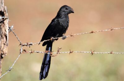 Foto de Matacaballos (Crotophaga sulcirostris), familia Cuculidae, aves de Chile
