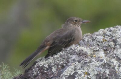 Foto de Mero (Agriornis lividus), aves de Chile