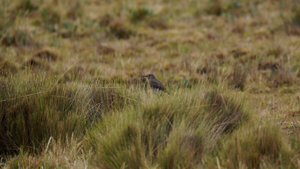 Foto de Mero de ala canela (Cnemarchus rufipennis), familia Tyrannidae, aves de Chile