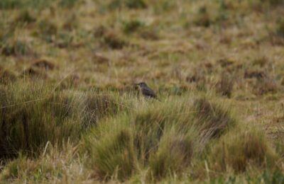 Foto de Mero de ala canela (Cnemarchus rufipennis), familia Tyrannidae, aves de Chile