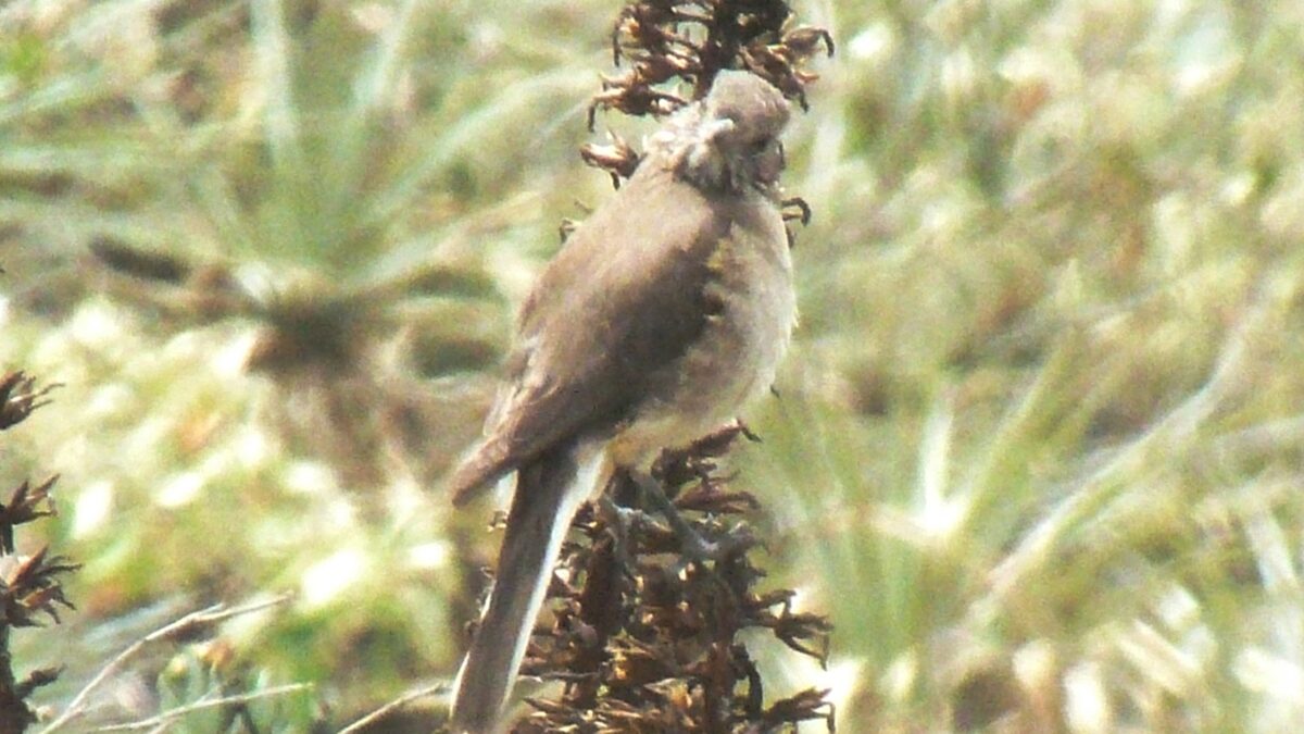 Foto de Mero de la puna (Agriornis albicauda), familia Tyrannidae, aves de Chile