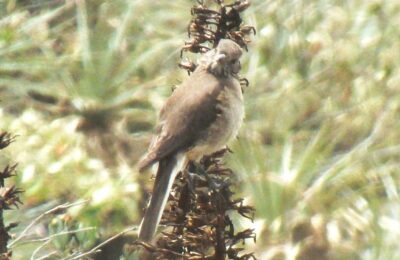 Foto de Mero de la puna (Agriornis albicauda), familia Tyrannidae, aves de Chile